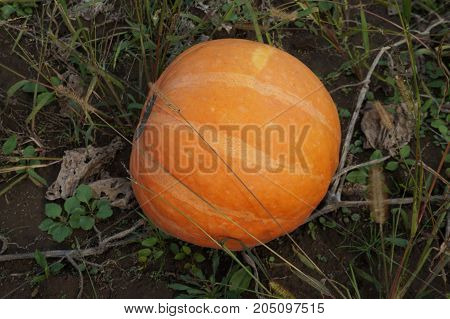 Pile Of Small Cute Pumpkins At Pumpkin Patch.