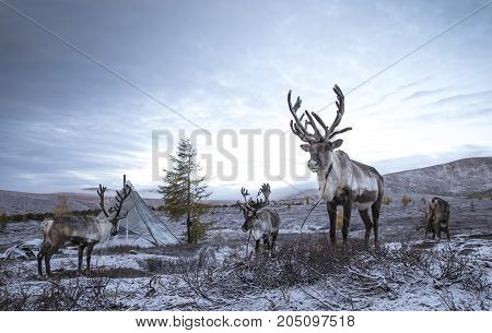 rein deer in a snow in northern Mongolia