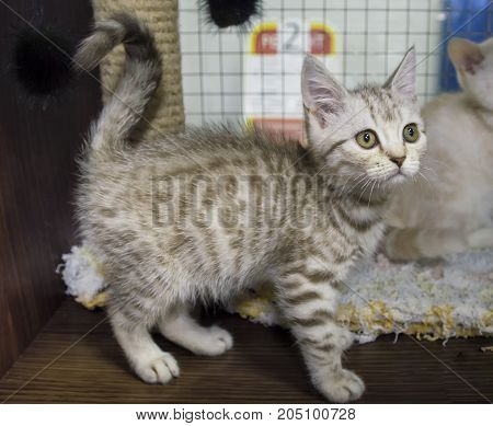 portrait of a kitten in an open-air cage in a zoo store