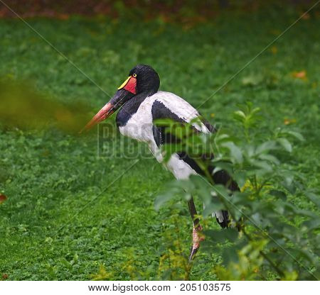 Portrait of Saddle billed stork (Ephippiorhynchus senegalensis) close up.