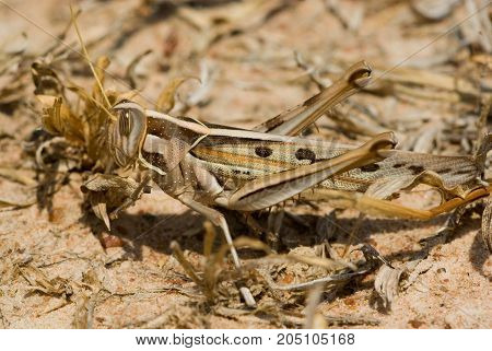 Grasshopper - description of the insect. Most species are distinguished by an elongated body, laterally compressed head and two oval facecute eyes grasshoppers