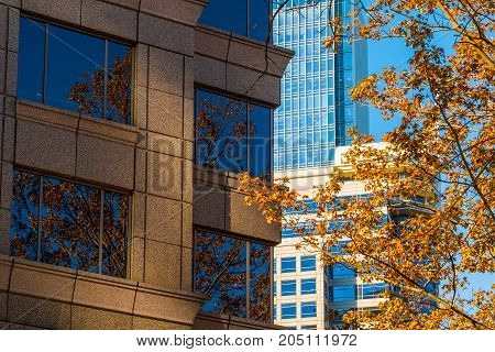 Composition of several facades of skyscrapers and autumn oak tree closeup Atlanta USA