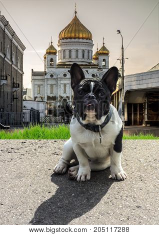 Portrait of a cute black and white French Bulldog sitting on the road.