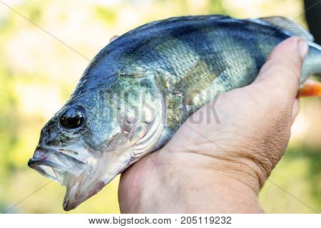 River perch with an open mouth in the hands of the angler
