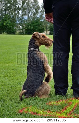 Dogs Sit Obediently Beside Coach