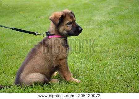 Shepherd Puppy Sits In The Meadow