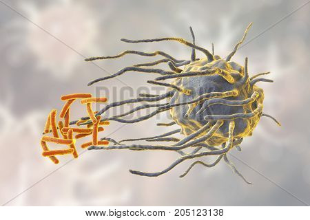 Macrophage engulfing tuberculosis bacteria Mycobacterium tuberculosis, 3D illustration