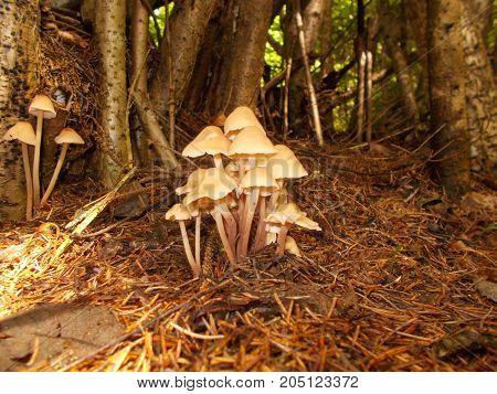 Many small white mushroom in the forest