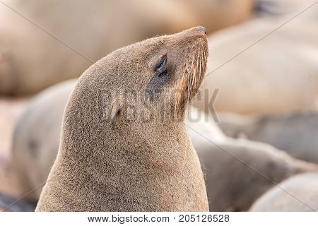 Close-up of a Cape Fur Seal Arctocephalus pusillus at Cape Cross on the Skeleton Coast of Namibia