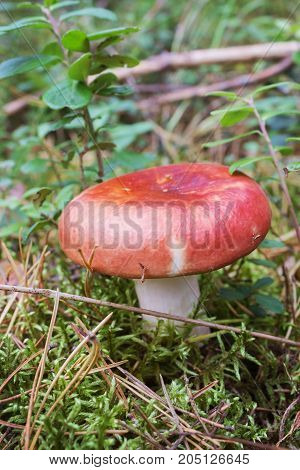 Red Russula Alone In The Glade