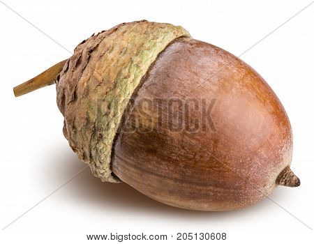 Acorns Of Oak Isolated On White Background