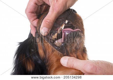 teeth of cavalier king charles in front of white background