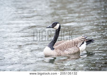 Canada goose swimming in a lake gracefully