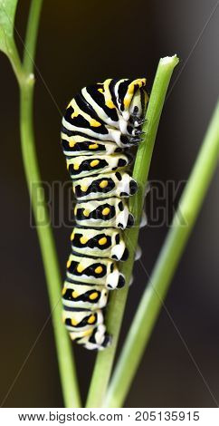 Papilio polyxens or the Black Swallowtail butterfly caterpillar in a parsley stem.