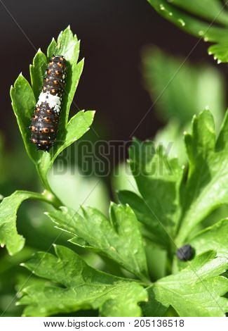 Black Swallowtail Butterfly also called Papilio Polyxens, larva on a parsley leaf.
