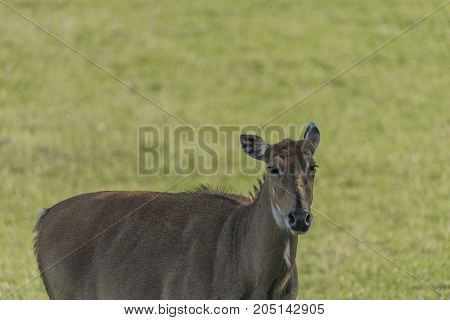 Boselaphus tragocamelus with long head in green grass on meadow