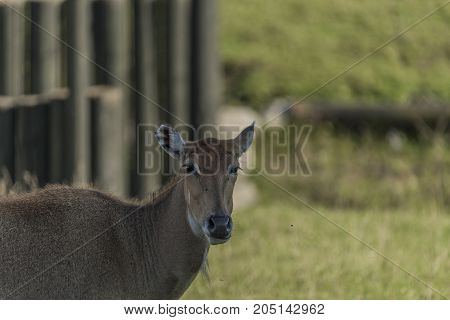Boselaphus tragocamelus with long head in green grass on meadow