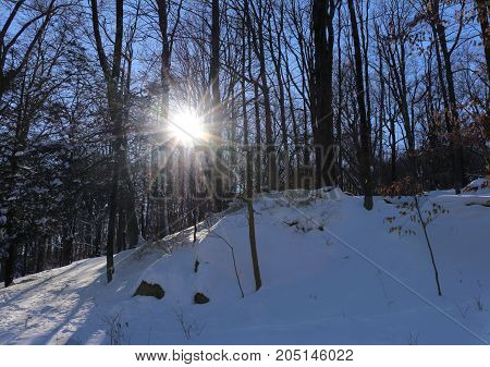 A setting sun flair through the woods.