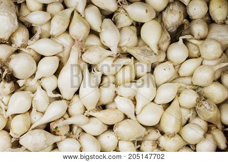 white fresh onions at the market background.