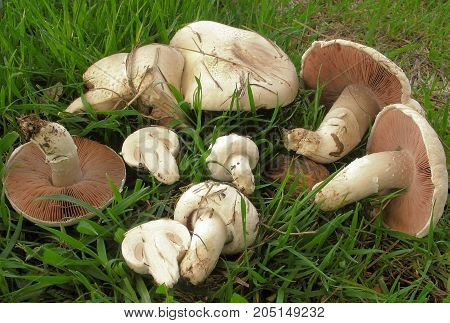 Mushrooms the most common mushrooms in the world. ... Mushrooms perhaps the easiest to distinguish from other mushrooms