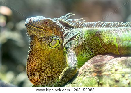 Giant iguana portrait is resting in the zoo. This is the residual dinosaur reptile that needs to be preserved in the natural world