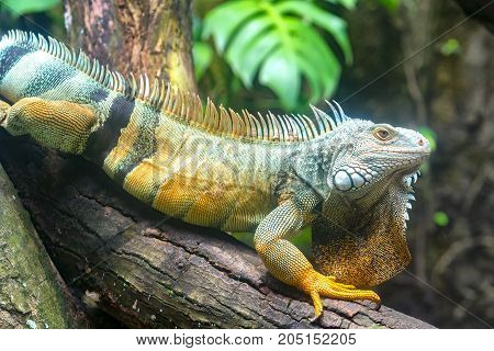 Giant iguana portrait is resting in the zoo. This is the residual dinosaur reptile that needs to be preserved in the natural world