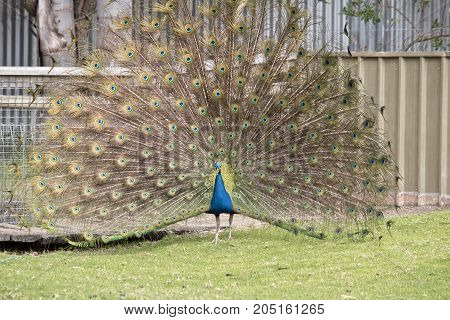 the male peacock is displaying all his tail featers trying to attract a mate