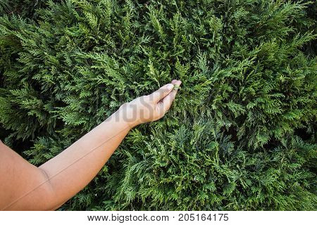 Female hand touches green petals feeling life