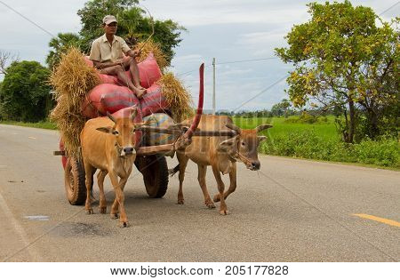 Oxen Towing Huge Load Of Hay