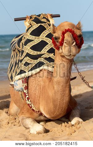 camel on the shore of the Mediterranean in Marocco
