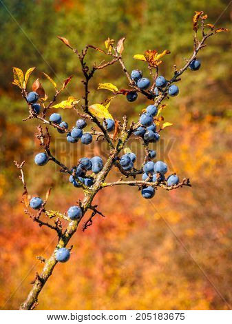 Detail of blackthorns on a tree in autumn nature.