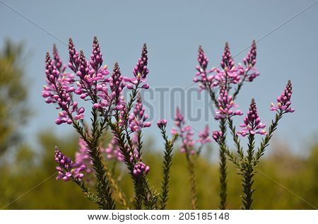 Purple wildflowers of the Australian native Comesperma ericinum growing in coastal heath in the Royal National Park. Known as pyramid flower, heath milkwort and pink matchheads.