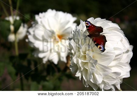 Multicolored butterfly on a large white flower