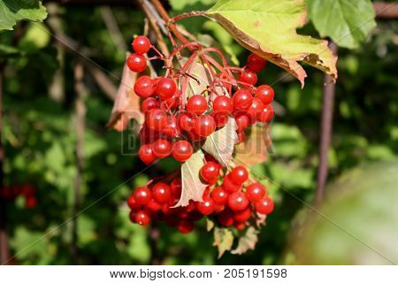 red berries on a tree in the early autumn