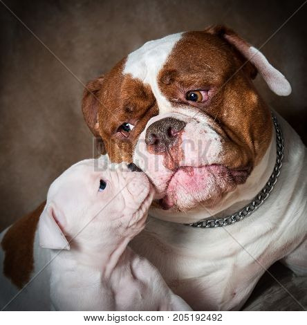 Funny American Bulldog Puppy With Mother