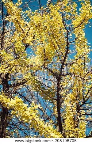 Photo of Golden Autumn Ginkgo Biloba Tree Leaves in autumn
