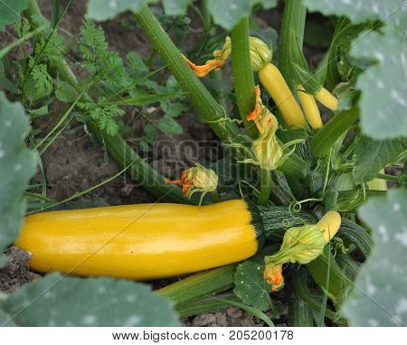 Blossom ovary and uneven fruit squash elongated yellow