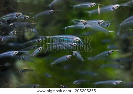 A Flock Of Glass Catfishes Floating Under The Water