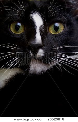 Kat