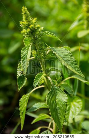 Weed and medicinal plant Amaranthus retroflexus  on meadow