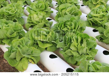 Butter head green oak lettuce Organic hydroponic vegetable cultivation farm.