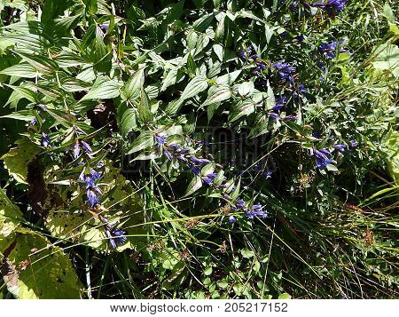 blue willow gentian , ( Gentiana asclepiadea )