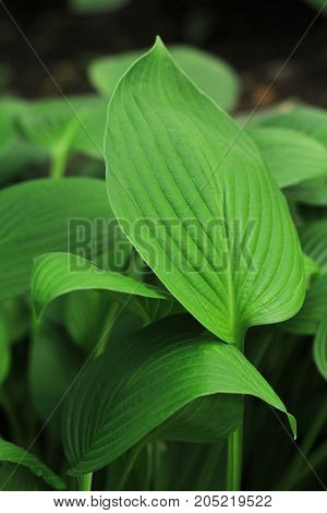 Background texture with green leaves close up