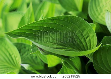 Green leaf on the green backgrounds .