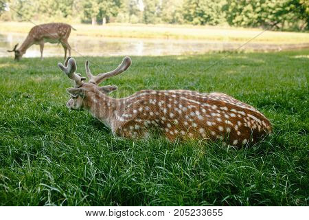 Sika deer lying on the grass. Animals