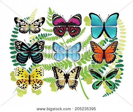 Tropical butterflies species of bright colors and with various patterns on leaves as background vector illustrations set.