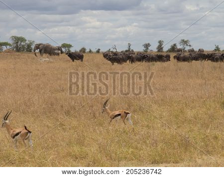 Thompson's gazelle feel safe in company of cape buffaloes and elephants