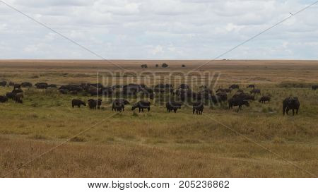 A large herd of cape buffalo grazing in the endless Serengeti grassland
