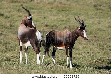 Bontebok oder Blesbock Antelope
