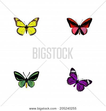 Realistic Butterfly, Callicore Cynosura, Archippus And Other Vector Elements